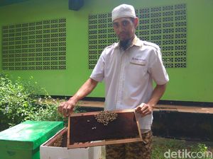 Mau Dientup Lebah Buat Terapi? Kenali Syarat Sampai Efek Sampingnya Mau Dientup Lebah Buat Terapi? Kenali Syarat Sampai Efek Sampingnya