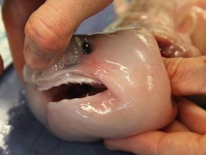 Mirip Seperti Alien, Bentuk Ikan Menyeramkan Ini Ternyata Bayi Hiu