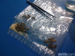 Pait! Pait! Pengalaman Terapi Sengatan Lebah