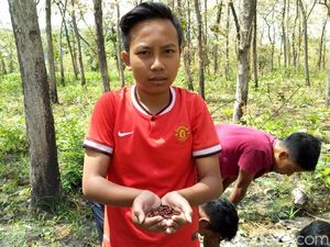 Isi Liburan, Anak-Anak di Ponorogo Berburu Entung Isi Liburan, Anak-Anak di Ponorogo Berburu Entung