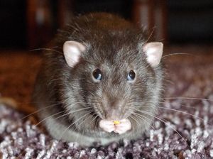 Sederhana Banget! Ini Cara Mengusir Tikus Paling Ampuh Sederhana Banget! Ini Cara Mengusir Tikus Paling Ampuh