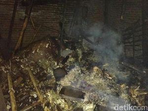 Bakar Sisa Pakan Ternak, Rumah dan 2 Ekor Sapi Hangus Terbakar