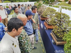 Bonsai Berbuah Ini Menyita Perhatian Warga Ciamis