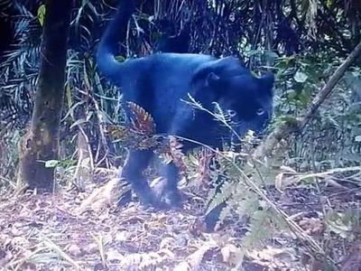 Penampakan Macan Kumbang yang Terekam Kamera Taman Nasional Semeru