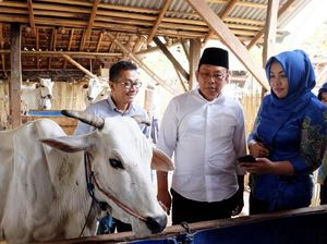 Keren! Pantau Peternakan Kini Bisa Lewat Aplikasi