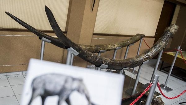 Wow, Gading Berusia 1,5 Juta Tahun Ditemukan di Majalengka