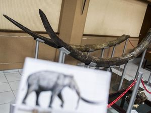 Wow, Gading Berusia 1,5 Juta Tahun Ditemukan di Majalengka
