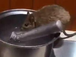 Hii.. Tikus Ini Tertangkap Tengah Minum Air di Meja Restoran