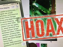Tanggapi Hoax Ulat Pohon Mangga yang Mematikan, Ahli Zoologi Bagikan Tips