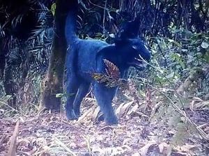 Fakta-fakta Macan Tutul Bromo yang Wajib Traveler Tahu