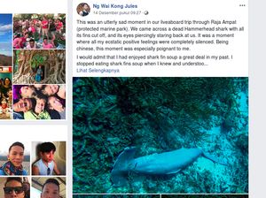 Penyelam Ini Temukan Hiu Martil di Raja Ampat Dipotong Siripnya