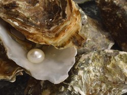 Rejeki Nomplok! Pria Ini Temukan Mutiara Rp 58 Juta Dalam Tiram yang Disantapnya