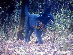 Lagi, Dua Black Panther Terekam Kamera Taman Nasional Semeru