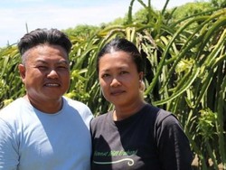 Buah Naga Indonesia Serbu Australia, Petani Lokal Menjerit