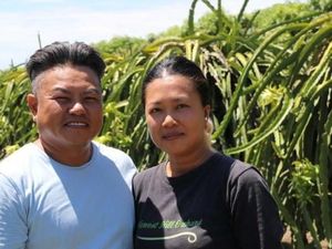 Buah Naga Indonesia Serbu Australia, Petani Lokal Menjerit Buah Naga Indonesia Serbu Australia, Petani Lokal Menjerit