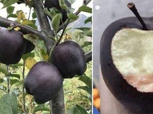 Hanya Ada di Tibet, Apel Hitam Ini Dijual dengan Harga Fantastis