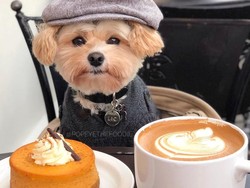 Bikin Gemes! 5 Anjing Foodie Ini Pamer Pose Cute Saat Makan