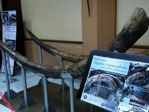 Tim ITB Temukan Fosil Gading Stegodon Berusia 1,5 Juta Tahun