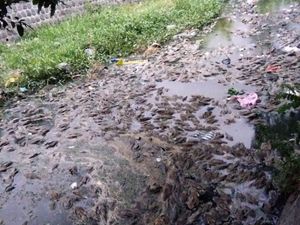 Ratusan Ikan Sapu-sapu Mati di Sungai Kediri, Baunya Usik Warga