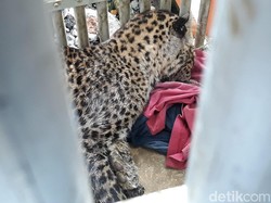Macan Tutul Lereng Lawu yang Tertangkap Diduga Induk