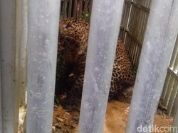 BKSDA Akan Lepasliarkan Macan Tutul Lereng Lawu