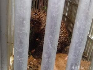 BKSDA Akan Lepasliarkan Macan Tutul Lereng Lawu BKSDA Akan Lepasliarkan Macan Tutul Lereng Lawu