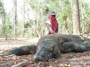 Lebih Rinci Mengenal Komodo, Legenda dan Kawasannya Lebih Rinci Mengenal Komodo, Legenda dan Kawasannya
