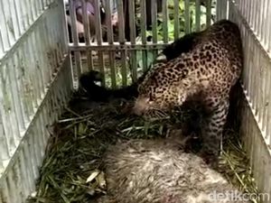 Macan Lawu Sudah Memangsa 34 Ekor Kambing Macan Lawu Sudah Memangsa 34 Ekor Kambing