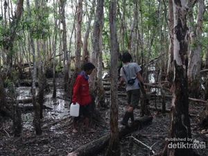 Sensasi Kemah dan Berburu di Tanah Datar, TN Wasur Sensasi Kemah dan Berburu di Tanah Datar, TN Wasur