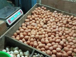 Sudah Dua Pekan Harga Telur Ayam Naik ke Rp 26.000/Kg