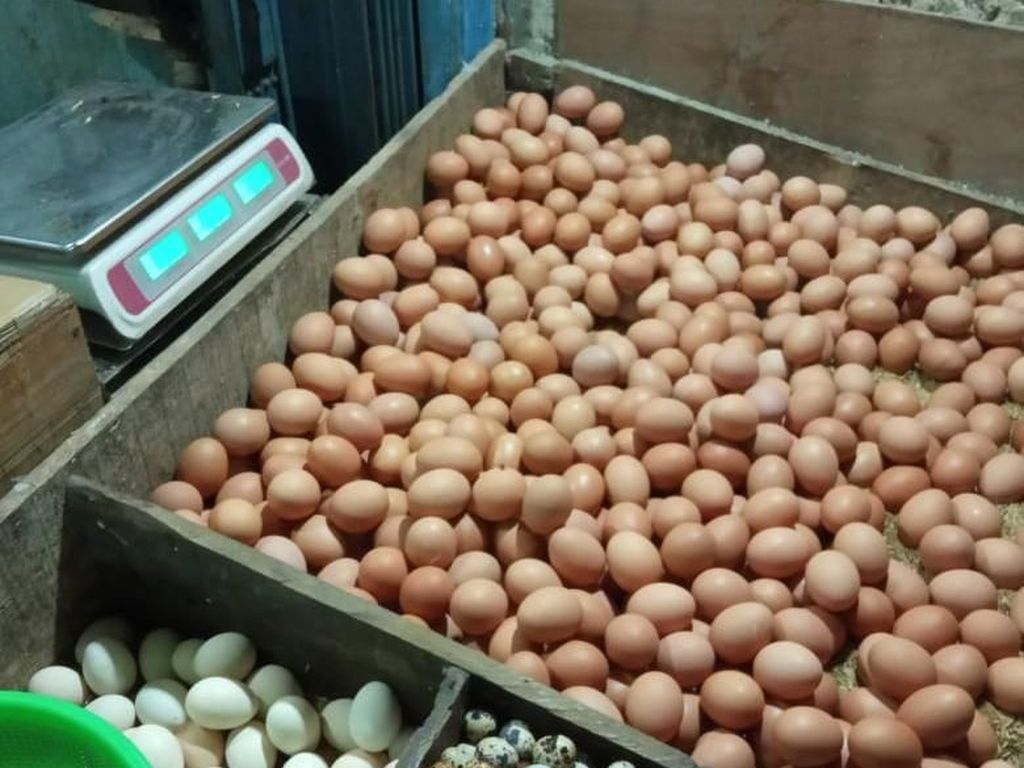 Sudah Dua Pekan Harga Telur Ayam Naik ke Rp 26.000/Kg Sudah Dua Pekan Harga Telur Ayam Naik ke Rp 26.000/Kg