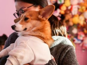 Gemas! Di Kafe Ini Bisa Pesan dan Bayar Makanan Lewat Anjing Corgi yang Imut Gemas! Di Kafe Ini Bisa Pesan dan Bayar Makanan Lewat Anjing Corgi yang Imut