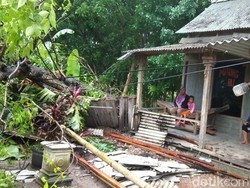 Hujan Disertai Angin Kencang, Pohon Bertumbangan di Demak