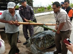 Akibat Tsunami Selat Sunda, Penyu Raksasa Terdampar di Pesisir