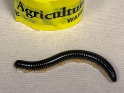 Rumah Diserbu Kaki Seribu? Jangan Diinjak, Ini Cara Basminya