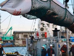 Setelah 31 Tahun, Jepang Kembali Berburu Paus Secara Komersial Setelah 31 Tahun, Jepang Kembali Berburu Paus Secara Komersial