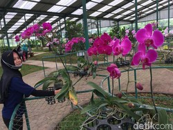 Liburan Akhir Tahun Murah di Mojokerto: Lihat Kebun Anggrek