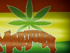 Mengapa Popularitas Minyak Ganja Meningkat di Seluruh Dunia? Mengapa Popularitas Minyak Ganja Meningkat di Seluruh Dunia?