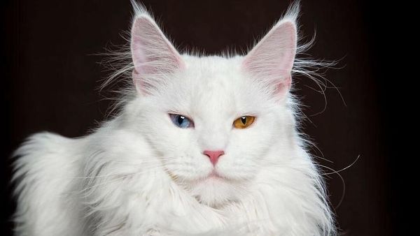 Terpesona Kecantikan Kucing dalam Bidikan Kamera