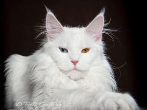 Terpesona Kecantikan Kucing dalam Bidikan Kamera
