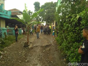 Protes, Warga Bandung Barat Tanami Pohon Pisang di Jalan Berlubang