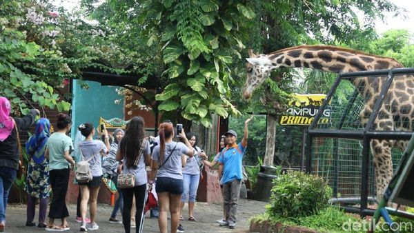 Foto: Asyiknya Libur Tahun Baruan di Maharani Zoo