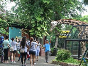 Foto: Asyiknya Libur Tahun Baruan di Maharani Zoo