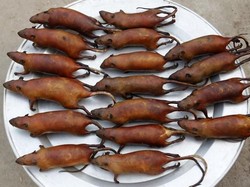 Di 5 Negara Ini Tikus Diolah Jadi Makanan Lezat yang Populer