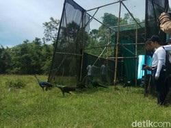 10 Merak Hasil Sitaan Dilepasliarkan di Taman Nasional Alas Purwo