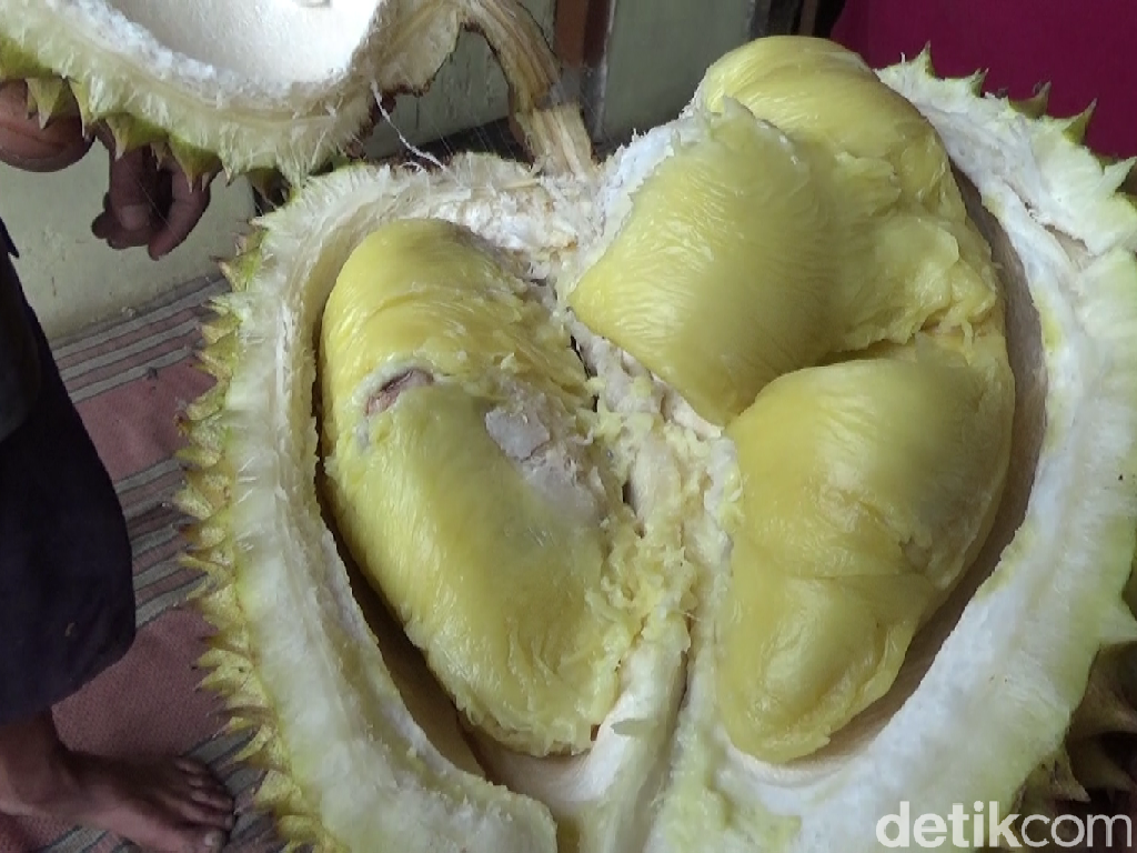 Nyam! Lembut Creamy Durian Mentega dari Lereng Gunung Semeru