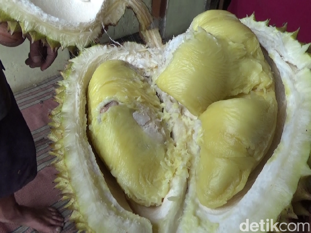 Sebelum Nugget Pisang, Kaesang Justru Ingin Bisnis Kuliner Durian Sebelum Nugget Pisang, Kaesang Justru Ingin Bisnis Kuliner Durian