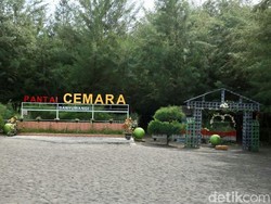 Pantai Unik di Banyuwangi, Dikelilingi 19.000 Pohon Cemara