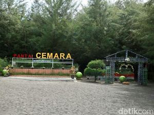 Pantai Unik di Banyuwangi, Dikelilingi 19.000 Pohon Cemara Pantai Unik di Banyuwangi, Dikelilingi 19.000 Pohon Cemara