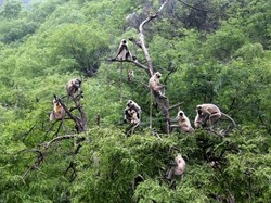 Ratusan Monyet Rusak Lahan Petani di Sukabumi